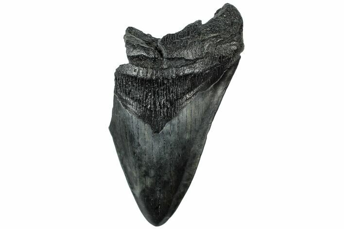 Partial Fossil Megalodon Tooth - South Carolina #307682